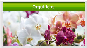 arreglos de orquideas guatemala